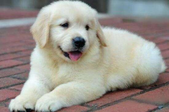 金毛幼犬拉肚子怎么办