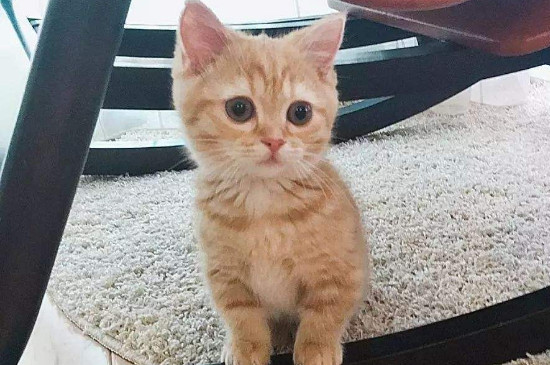 猫咪长期被暴打会怎样