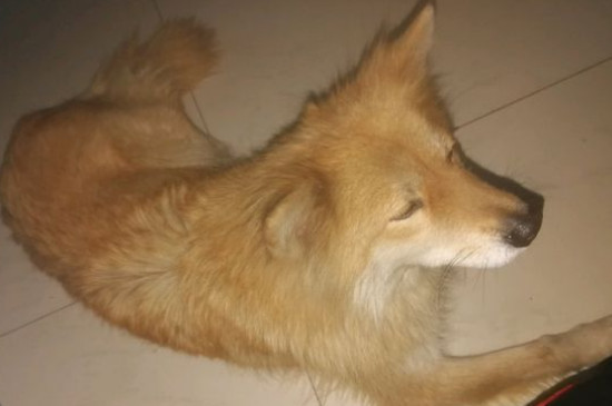 狗狗拉肚子拉血