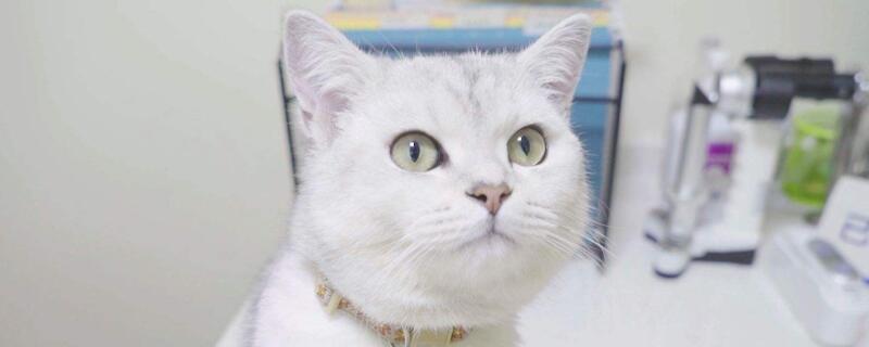 猫打什么疫苗