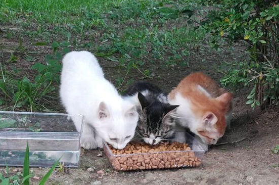 流浪猫为什么要跟着人