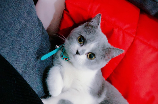 猫容易得什么病