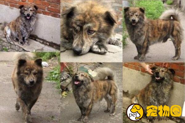 虎斑犬能旺主人，曾是清代乾隆御园十大名猎犬之一