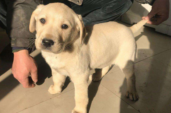 拉布拉多犬好养吗，乖巧温顺没攻击性适合家养