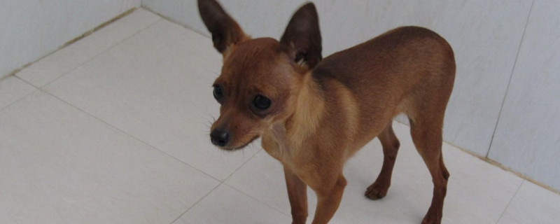 小鹿犬总是发抖是病吗