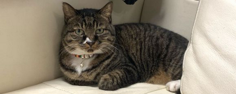 猫吹电风扇会感冒吗