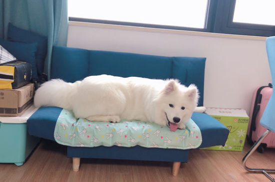 萨摩夏天要剃毛吗