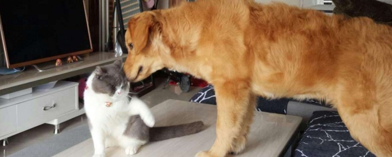 养猫贵还是养狗贵