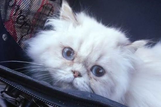 加菲猫为什么爱流眼泪