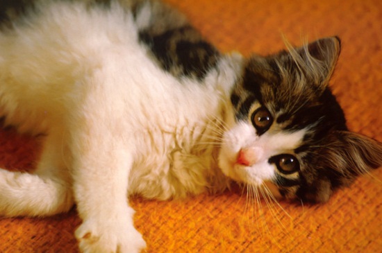 猫咪死了怎么办
