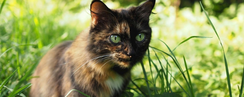 猫瘦的原因是什么