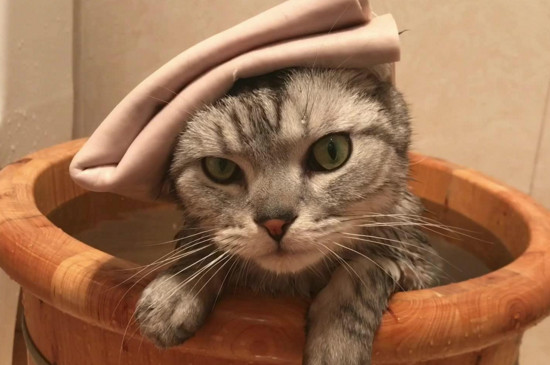 猫咪紧张害怕会发热吗