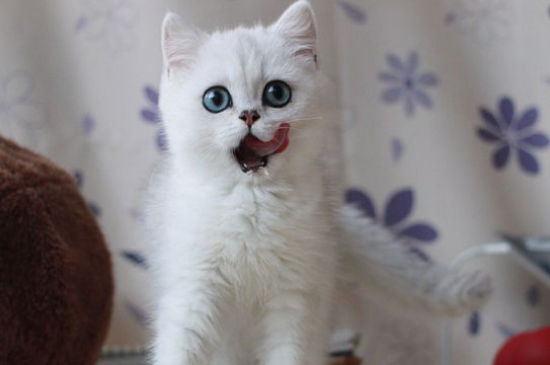 猫咪吐黄水不吃东西只喝水