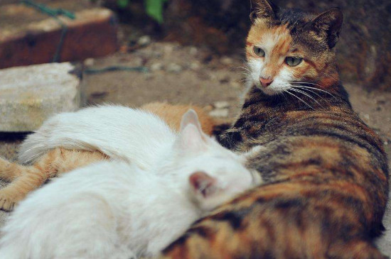 流浪猫一直叫是为什么