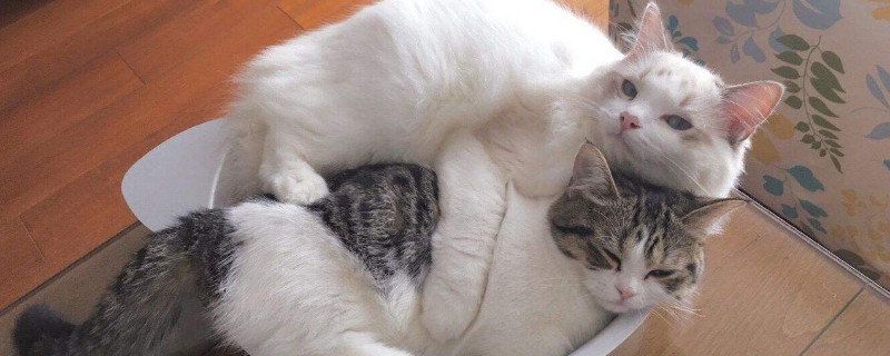 猫脖子上有个小疙瘩