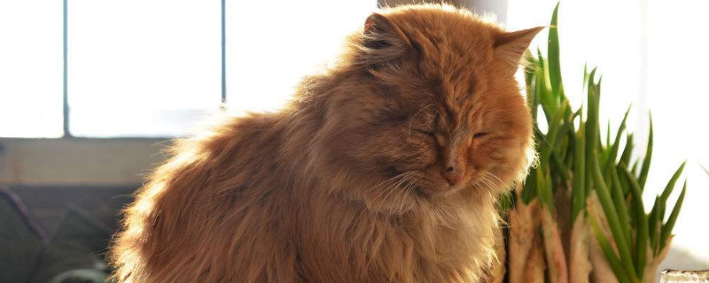 打扰猫咪睡觉会怎么样