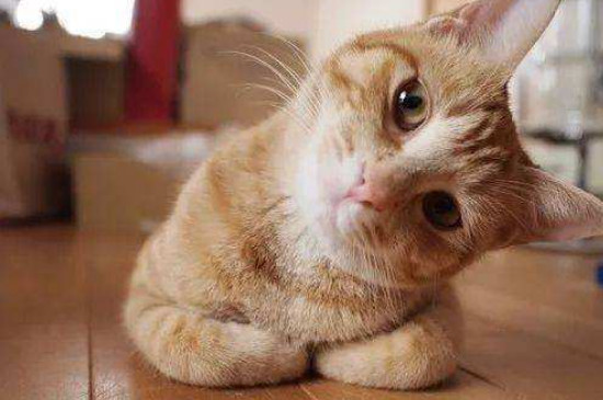 猫拉完粑粑要擦吗