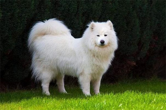 萨摩耶犬吃什么好
