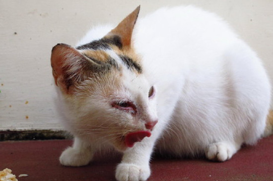 猫吃了蟑螂药