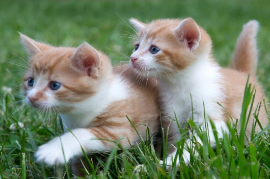 猫吃了巧克力怎样解毒