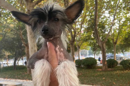 纯种中国冠毛犬价格，冠毛犬多少钱一只啊