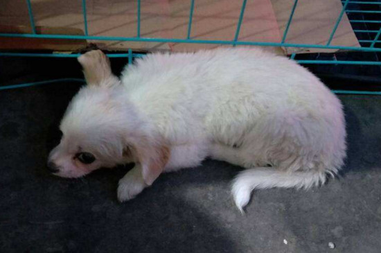 宠物狗上吐下泻怎么办