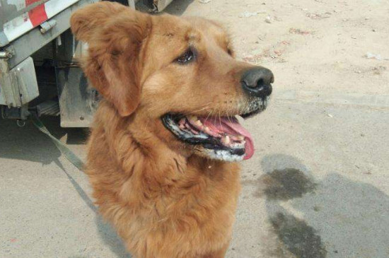 犬瘟不吃东西是几期