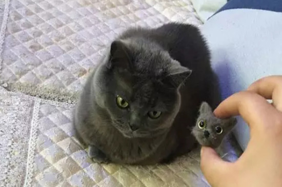 猫呼吸带轻微哨子声