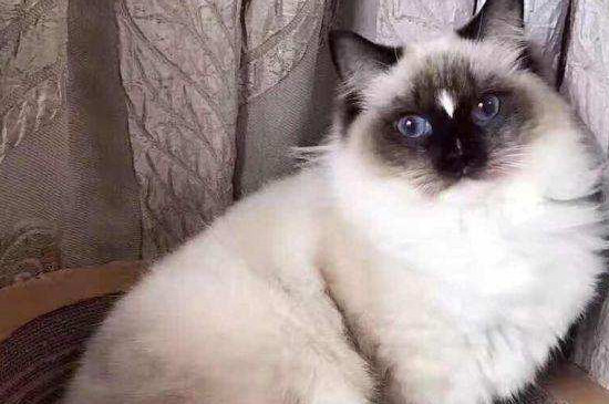 什么是流星布偶猫