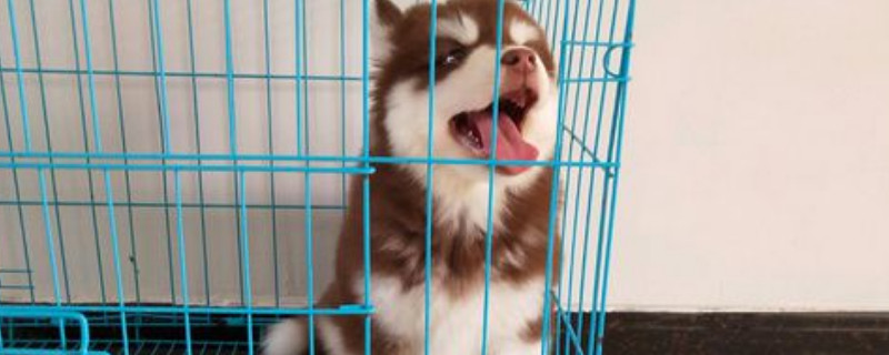 雪橇犬三傻是哪三傻