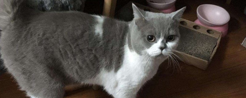 小猫几个月性格才稳定