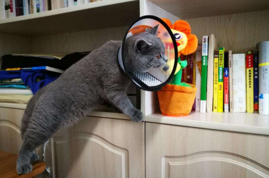 猫缺钙会出现什么症状