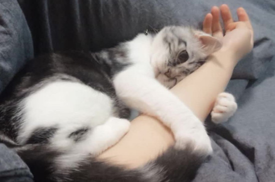 小猫粘人的表现