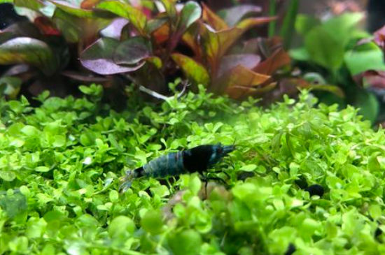 水晶虾温度多少会死
