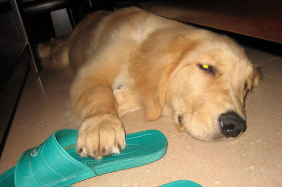 八联和狂犬能一起打吗