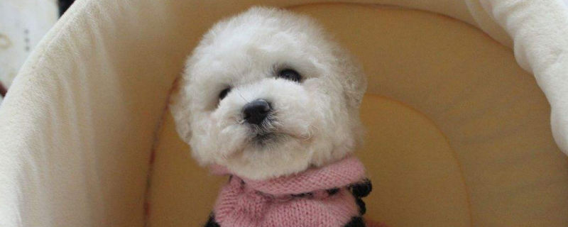 比熊幼犬一天喂几次