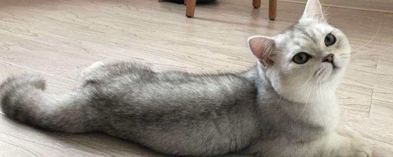 刚生的小猫怎么看公母