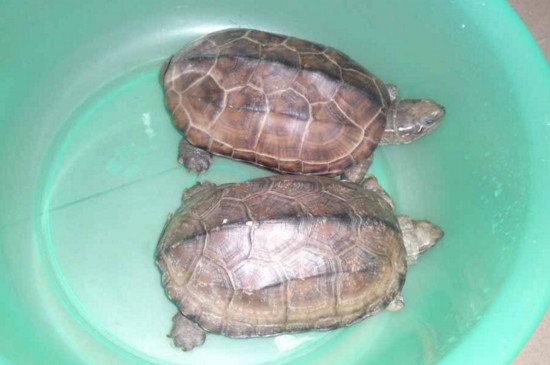 草龟干养注意事项