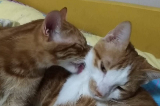 猫互相舔毛是什么意思