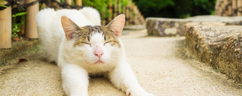猫牙掉了还会长出来吗，猫牙掉了多久能长出来