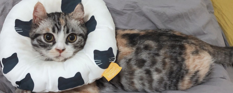 猫拉稀呕吐是什么原因