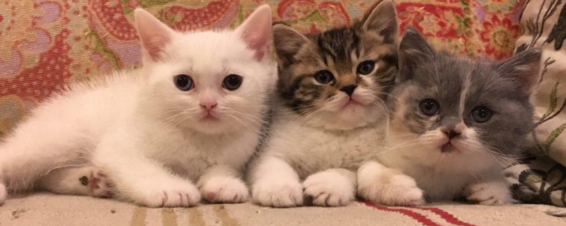 猫咪怀孕几周有胎动