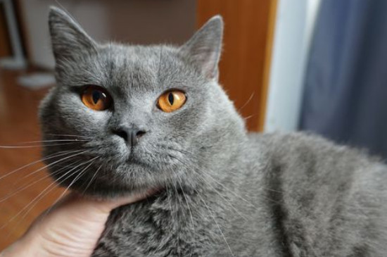 500元以内的猫有哪些，英短蓝猫价格200～500是真的吗