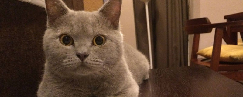 经常揍猫会怎么样