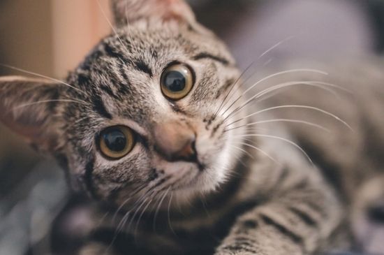 被猫抓破皮出了一点血
