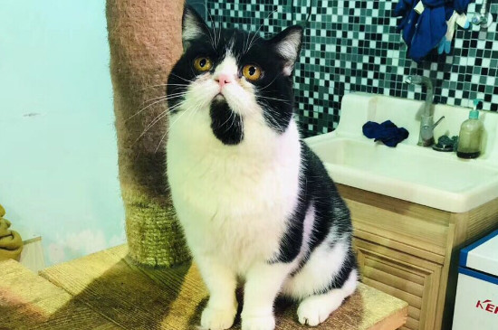 猫瘟呕吐频率