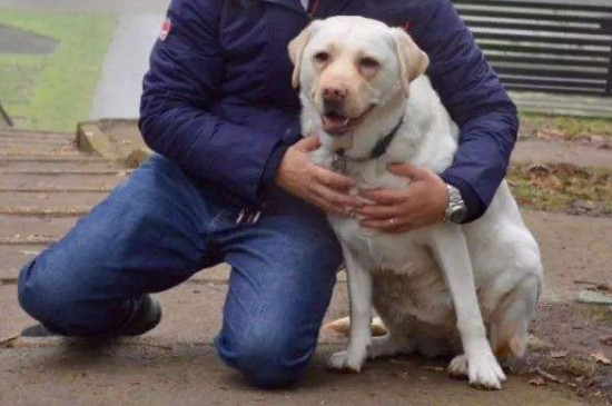 导盲犬可以进入公共场所吗?