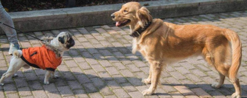 狗临死前7症状有哪些