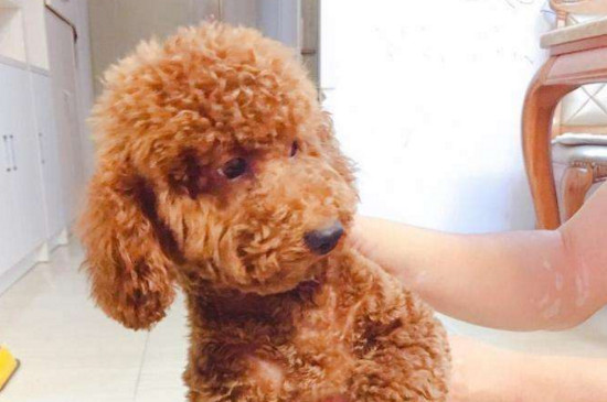 泰迪幼犬喂食标准