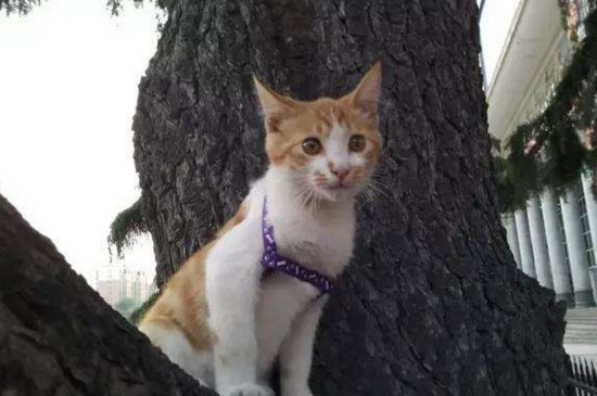 土猫怎样养熟